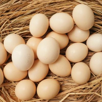 Chứng gà ác đảm bảo chất lượng